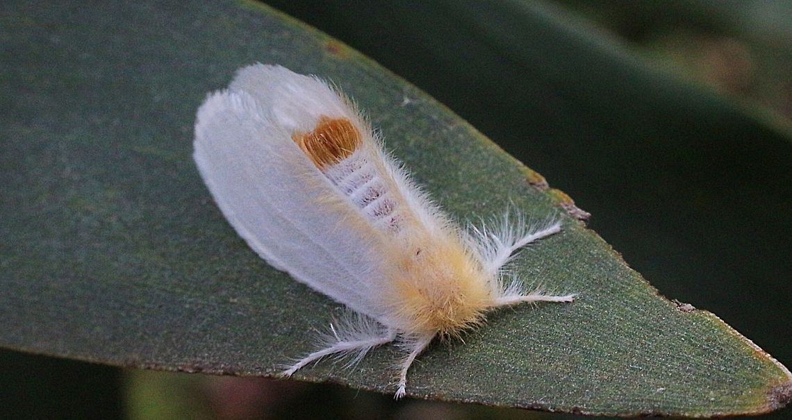White Notodontid moth ? Possibly a Trichiocercus species Australia,Eamw moth,Geotagged,unidentified