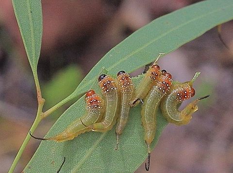 Cattle poisoning Sawfly - Lophyrotoma interrupta  Australia,Cattlepoisoning Sawfly,Geotagged,Lophyrotoma interrupta