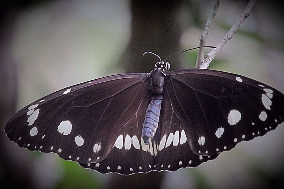 Common Crow butterfly  Australia,Common Crow,Eamw butterflies,Euploea core,Geotagged