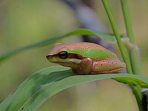 Eastern dwarf tree frog - Litoria fallax) only approx 20-25 mm long  Eastern dwarf tree frog,Geotagged,Litoria fallax