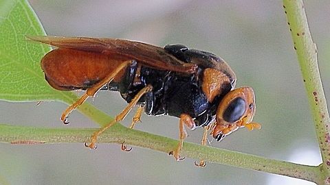 Sawfly possibly genus Perga It has incredibly short antennae . Australia,Geotagged