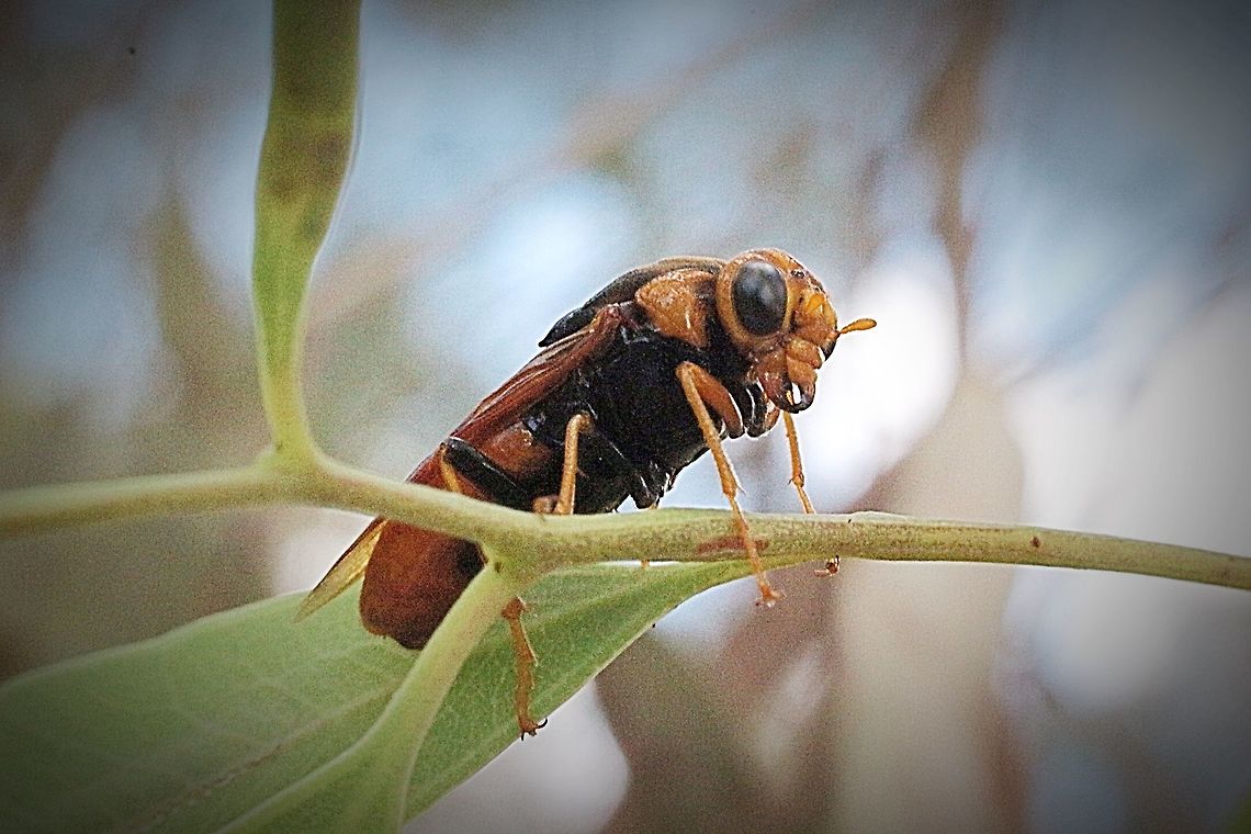 Sawfly - possibly genus Perga.  Australia,Geotagged