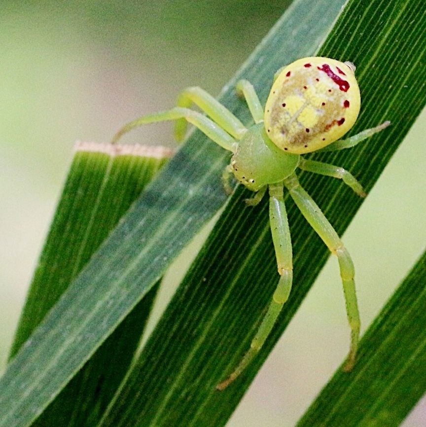 Is it Diaea evanida or Tharrhalea evanida or Lehtinelagia evanida. Whichever way it is a beautiful little spider Australia,Eamw spiders,Geotagged,Northern Flower Spider,Tharrhalea evanida