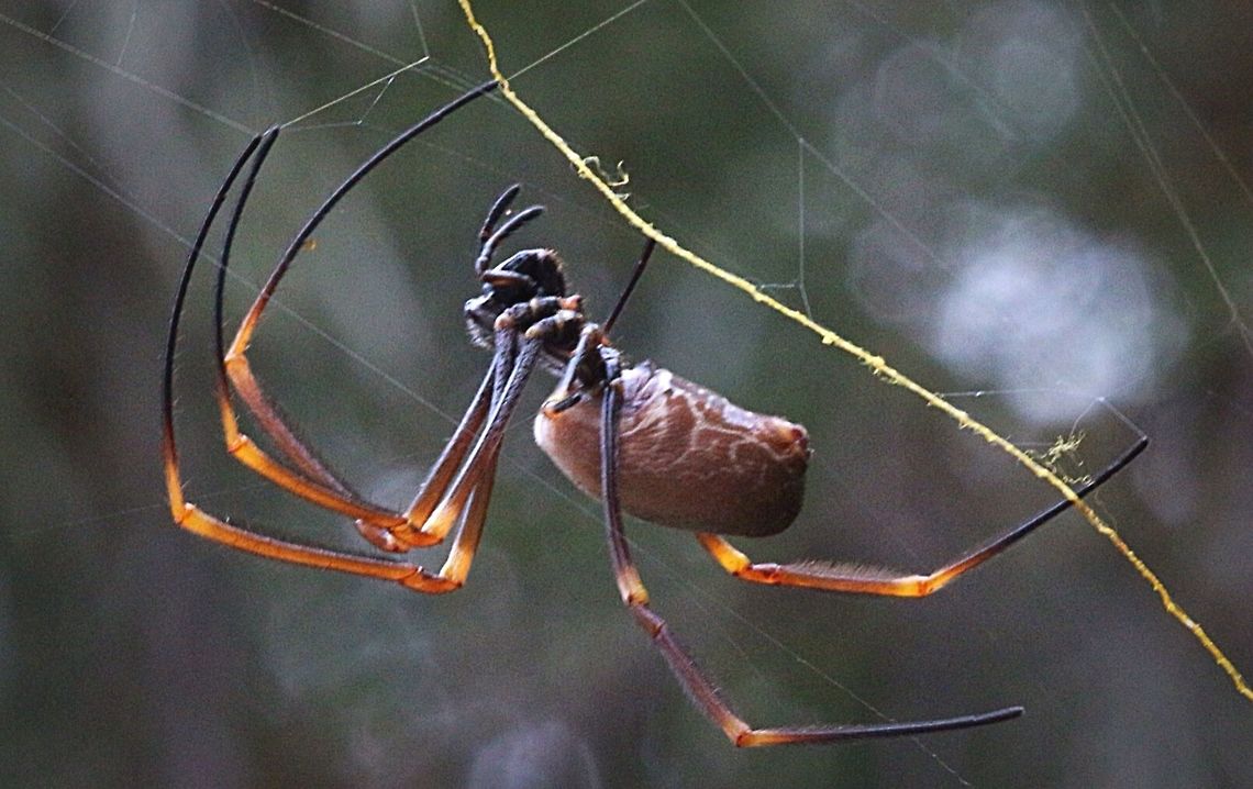 Female Nephila plumipes in our garden.  Eamw spiders,Eamw spiders Orbweavers,Nephila plumipes