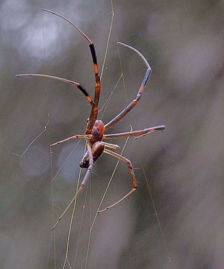 Nephila plumipes in our garden This is the male I found in the net near the female Australia,Eamw spiders,Eamw spiders Orbweavers,Geotagged,Nephila plumipes