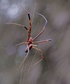 Nephila plumipes in our garden This is the male I found in the net near the female Australia,Eamw spiders,Eamw spiders Orbweavers,Geotagged,Nephila plumipes