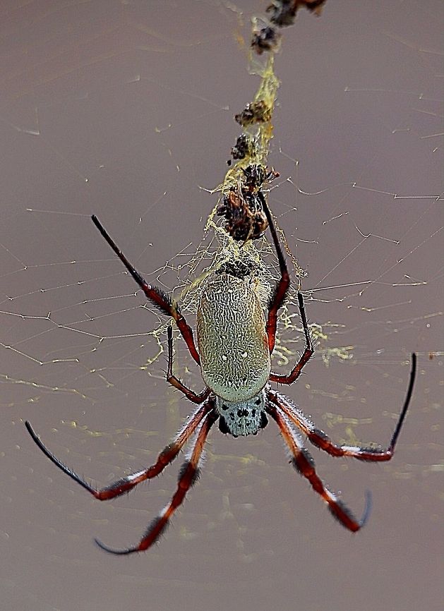 Female Nephila edulis Found in Barossa Valley South Australia ion the 24.4.2017 Australia,Eamw spiders,Eamw spiders Orbweavers,Geotagged,Nephila edulis
