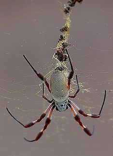 Female Nephila edulis Found in Barossa Valley South Australia ion the 24.4.2017 Australia,Eamw spiders,Eamw spiders Orbweavers,Geotagged,Nephila edulis