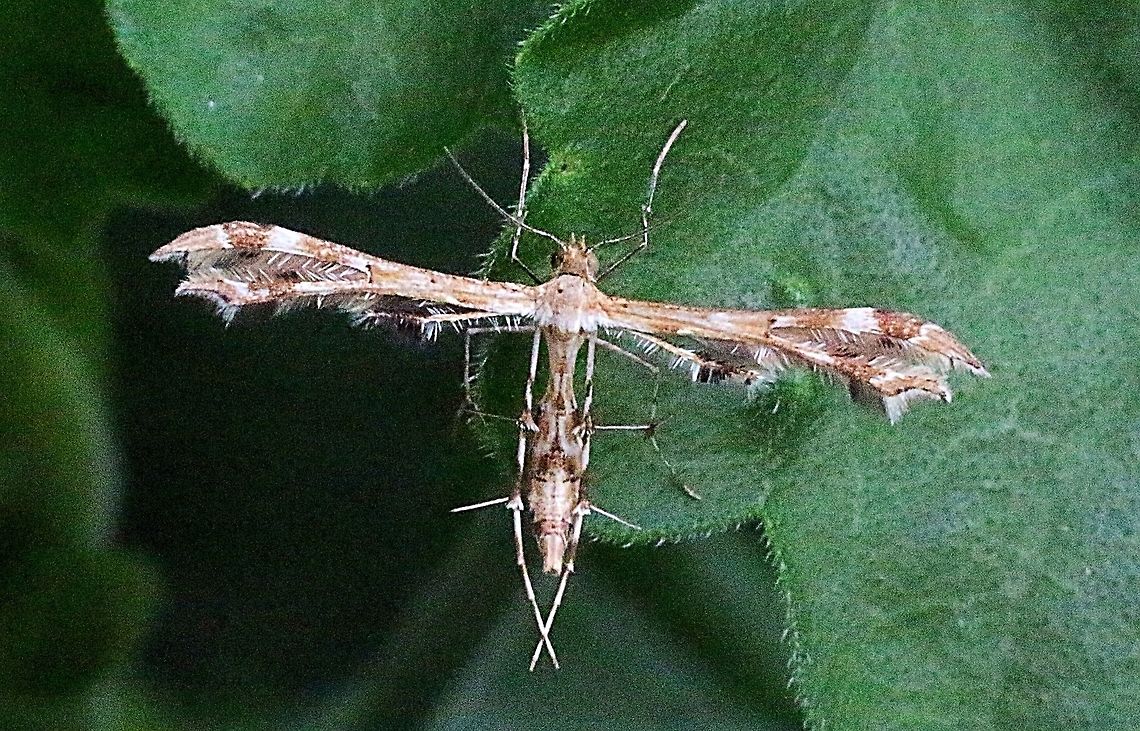 Plume Moth in family - Pterophoridae  Australia,Eamw moth,Geotagged,unidentified