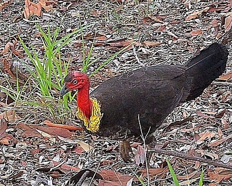 Australian Brushturkey  Alectura lathami,Australia,Australian Brushturkey,Geotagged