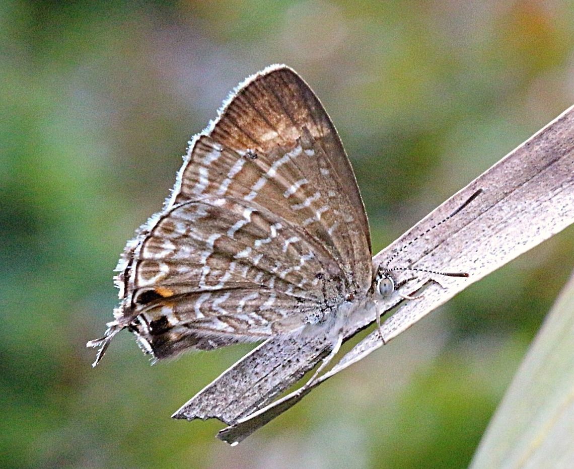The Wattle blue (Theclinesthes miskini)  Australia,Eamw butterflies,Geotagged,Theclinesthes miskini