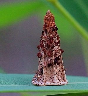 Unidentified case moth cocoon. This little case moth cocoon was sitting on top of a eucalyptus leaf. Looks almost like Christmas decoration . The structure was only15 mm high. Australia,Case moth,Eamw case moth,Eamw moth,Geotagged,unidentified