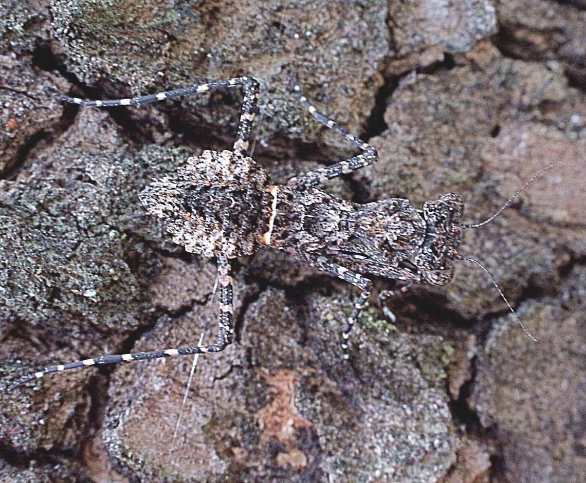Black bark mantid (Paraoxypilus  tasmaniensis ) This is apearantly the female of the species. Almost impossible to see on the tree bark ,and not easy to take photos as everything looks the same colour and same patterns. Australia,Black Bark Mantid,Geotagged,Paraoxypilus tasmaniensis