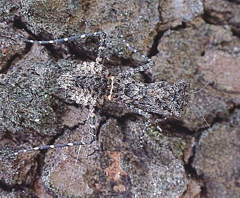 Black bark mantid (Paraoxypilus  tasmaniensis ) This is apearantly the female of the species. Almost impossible to see on the tree bark ,and not easy to take photos as everything looks the same colour and same patterns. Australia,Black Bark Mantid,Geotagged,Paraoxypilus tasmaniensis