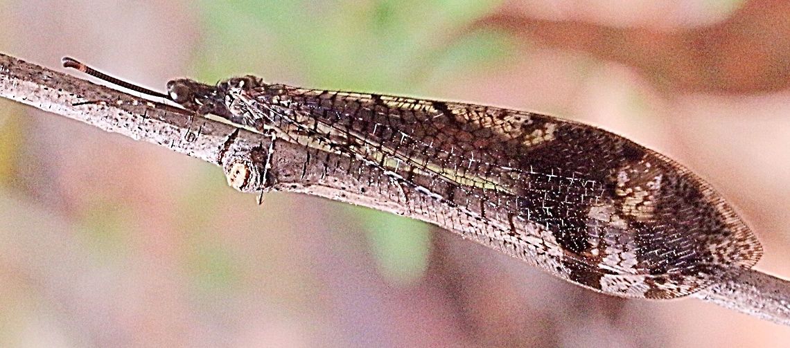 Banded Lacewing - Glenoleon pulchellus Another expert in camouflage Glenoleon pulchellus