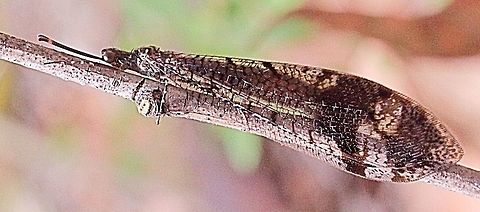 Glenoleon pulchellus