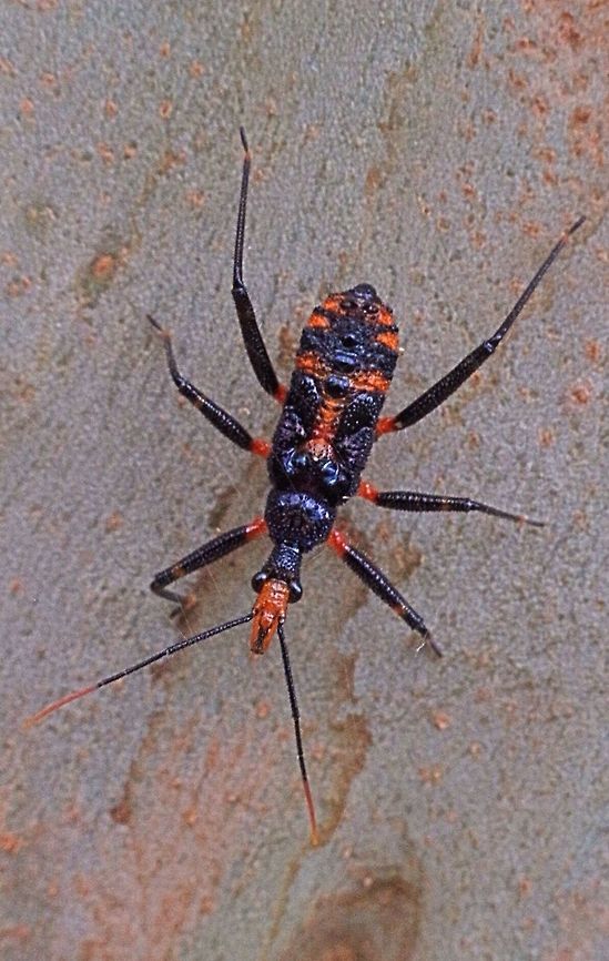 Red Tiger Assassin Bug ( Havinthus rufovarius) Extremely alert and fast moving on a eucalyptus tree. Looks to me like possibly the last instar but not sure. Australia,Geotagged,Havinthus rufovarius,Red tiger assassin bug