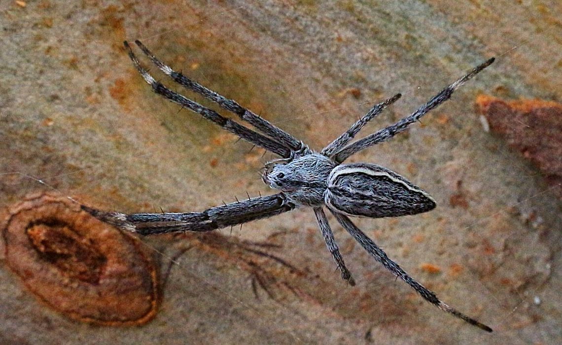 Gum tree trunk weaver( Argiope ocyaloides ) Alwise think of Argiope as St. Andrews Cross Spiders so I was very surprised to find this one . Happy New Year. Argiope ocyaloides,Australia,Eamw spiders,Geotagged,Gumtree Trunk Weaver