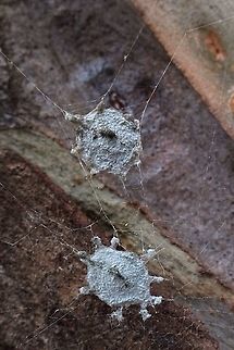 Egg capsules of Gum tree trunk weaver ( Argiope ocyaloides)  Argiope ocyaloides,Australia,Eamw spiders,Geotagged,Gumtree Trunk Weaver
