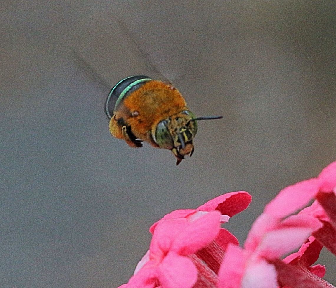 Blue-banded bee ( Amegilla cingulata Coming from 2017 and going to 2018. My first photo for 2018<br />
HAPPY NEW YEAR TO EVERYONE. Amegilla cingulata,Australia,Blue banded bee,Geotagged