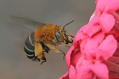 Blue-banded bee ( Amegilla cingulata) This bee almost alwise feeds whilst hovering . Amegilla cingulata,Australia,Blue banded bee,Geotagged