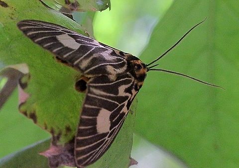 Two-spots tiger moth (Asota plagiata)  Asota plagiata,Australia,Eamw moth,Geotagged,Karana Downs Qld