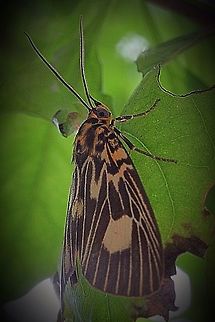 Two-spots Tiger Moth