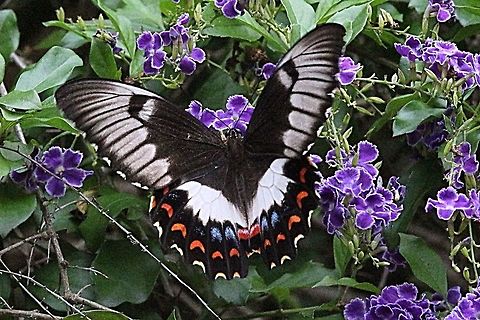 Orchard butterfly female searching for nectar .  Australia,Eamw butterflies,Geotagged,Orchard Swallowtail Butterfly,Papilio aegeus