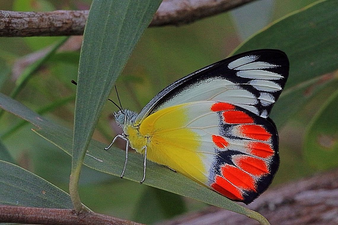 Scarlet Jezabel ( Delias argenthona )  Australia,Delias argenthona,Eamw butterflies,Geotagged,delias