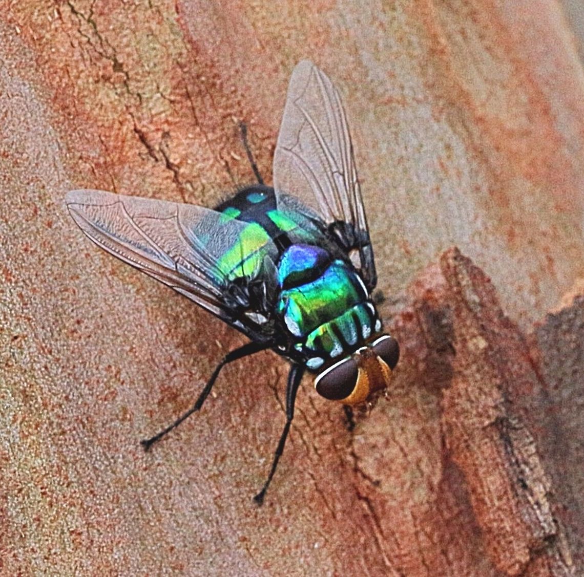 Golden Head Rutilia ( Rutilia quadripunctata ) This was a big fly , very close to 20 mm in body length . Australia,Geotagged,Golden Head Rutilia,Rutilia quadripunctata