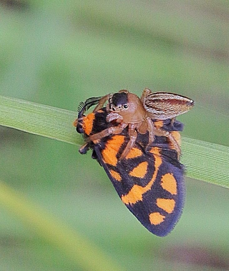Jumping spider ( Lycidas scutulatus) ambushed Lydia Lichen Moth ( Asura lydia) This was one of them unexpected moments. Whilst I photographed the Lichen Moth the little Jumping Spider jumped on top of it from nowhere . The moth didn&#039;t even move an eyelid so to speak.<br />
It just sat there and the spider was obviously biting it with her fangs to kill the moth. Australia,Geotagged,Lycidas scutulatus,Maratus scutulatus