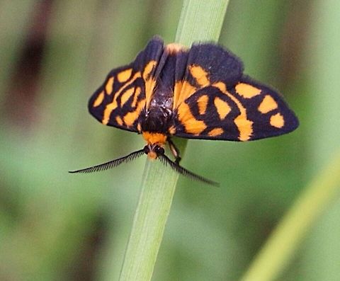Lydia Lichen Moth (Asura lydia) This photo was just one second befor the Jumping Spider ambushed the moth as seen in the 2nd photo.
https://www.jungledragon.com/image/56162/jumping_spider_lycidas_scutulatus_ambushed_lydia_lichen_moth_asura_lydia.html
 Asura ew,Asura lydia,Australia,Eamw moth,Geotagged,Karana Downs Qld,Lydia lichen moth