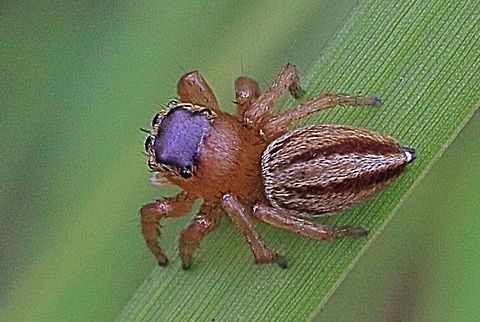 Jumping Spider - Lycidas scutulatus  Australia,Cross-ruled Lycidas,Eamw spiders,Geotagged,Lycidas scutulatus,Maratus scutulatus