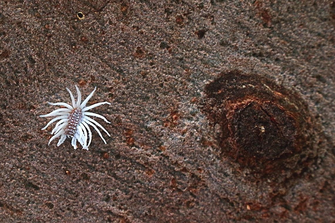 Unidentified mealybug on the bark of a Eucalyptus tree I call this - NASA Curiosity Rover on Mars Australia,Geotagged