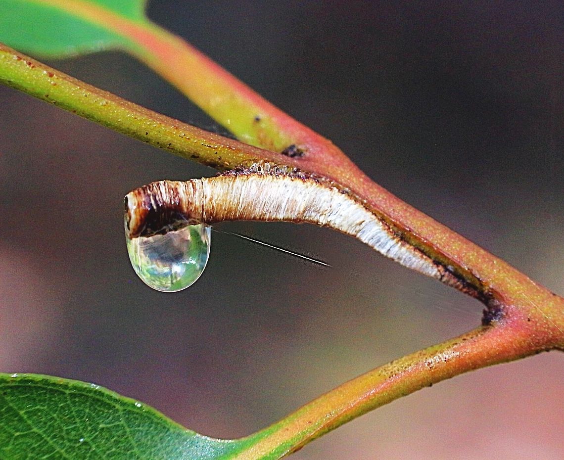 Structure of a Unidentified  Tube Spittle Bug. Almost all the time the tubes are found on the tip branches of eucalyptus trees.<br />
The spittle bug nymph will live in there and produce the liquid to stop it from dehydrating.<br />
The tube is approx. 15 mm long. Australia,Geotagged