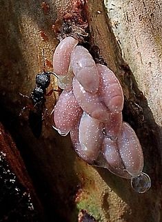Unidentified larvae ( possibly beetle) with a parasitic wasp showing an interest in them. The larvae were in a cluster under the bark of a eucalyptus tree. Australia,Geotagged