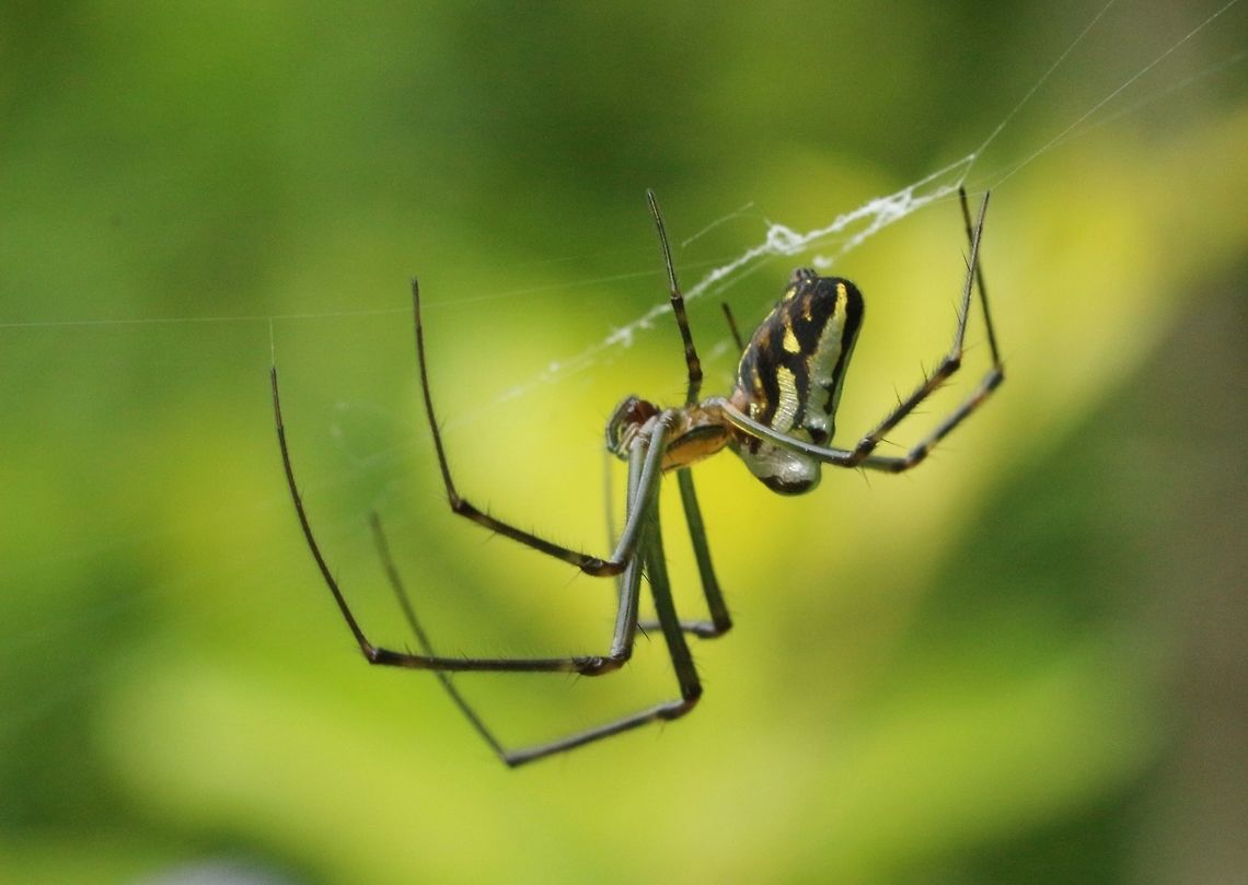 Silver Orb Weaver (Leucauge dromedaria )  Australia,Eamw spiders,Geotagged,Humped Silver Orb Spider,Karana Downs Qld,Leucauge dromedaria