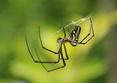 Silver Orb Weaver (Leucauge dromedaria )  Australia,Eamw spiders,Geotagged,Humped Silver Orb Spider,Karana Downs Qld,Leucauge dromedaria