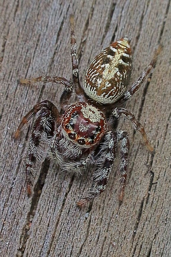 Biting Jumping Spider ( Opisthoncus sp. possibly O. mordax) There is some disputing information stating that it is difficult to determine the correct species and that only with examination of the genitalia the correct species can be identified .  Australia,Biting Jumping Spider,Eamw spiders,Geotagged,Opisthoncus mordax