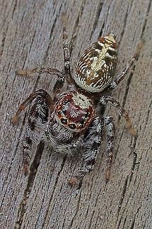 Biting Jumping Spider ( Opisthoncus sp. possibly O. mordax) There is some disputing information stating that it is difficult to determine the correct species and that only with examination of the genitalia the correct species can be identified .  Australia,Biting Jumping Spider,Eamw spiders,Geotagged,Opisthoncus mordax