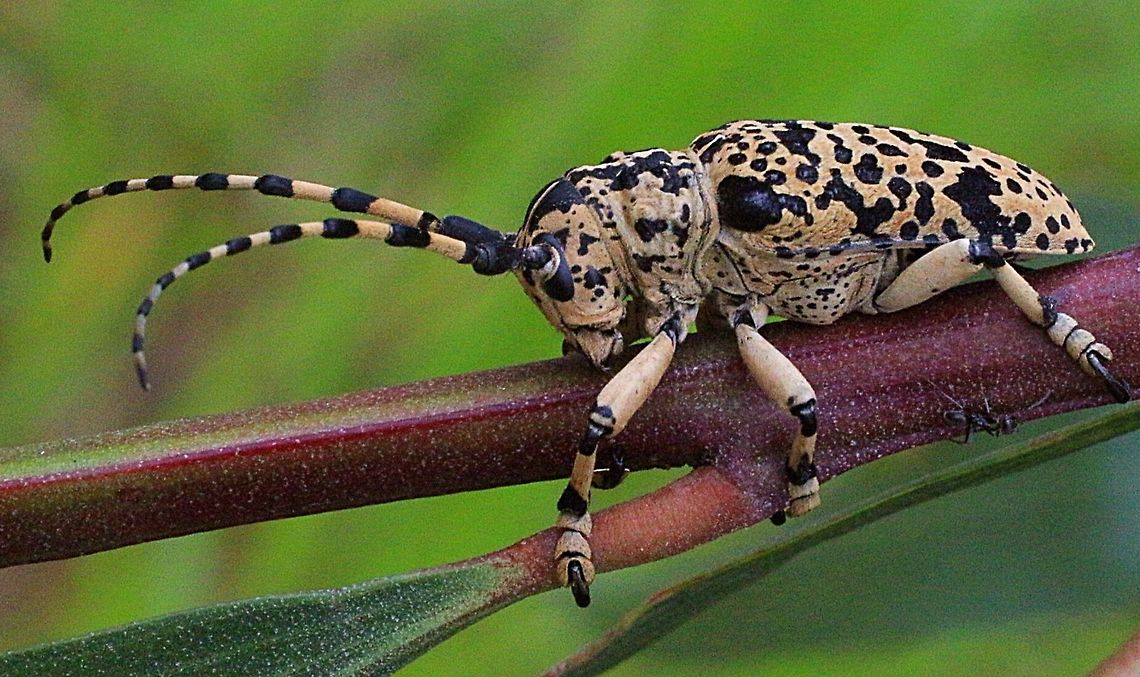 Penthea pardalis Longicorn beetle feeding on Acacia bark . Body approx 25 mm long .  Australia,Geotagged,Penthea pardalis