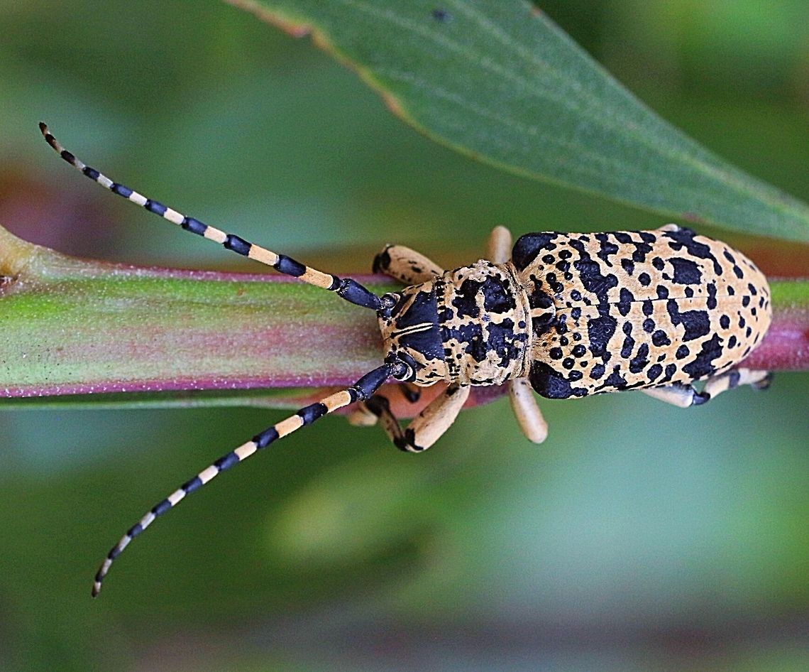 Penthea pardalis Top view of specimen . Australia,Geotagged,Penthea pardalis
