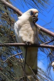Little corella ( cacatua sanguinea) Enjoying eating seed cones from a casuarina tree. Australia,Cacatua sanguinea,Geotagged,Little Corella