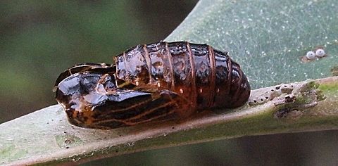 Pupae case of Imperial Blue (Jalmenus evagoras )  Australia,Geotagged,Imperial Hairstreak,Jalmenus evagoras