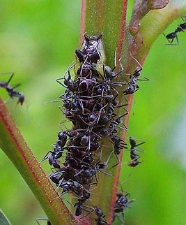 A Unidentified species of ant of the genus Iridomyrmex guarding a Imperial Blue caterpilar. As per Wikipedia 
The imperial blue ( Jalmenus evagoras) is a small metallic blue butterfly of the family Lycaenidae. It is commonly found in eastern coastal regions of Australia .This species is notable for its unique mutualism with ants of the genus Iridomyrmex. The ants provide protection for juveniles and cues for adult mating behaviour . They are compensated with food secreted from J. evagoras larvae. Ants greatly enhance the survival and reproductive success of the butterflies. J. evagoras lives and feeds on Acacia plants, so butterfly populations are localized to areas with preferred species of both host plants and ants. Australia,Geotagged