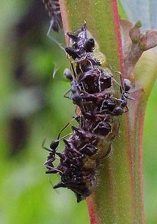 Most of the ants removed to show imperial blue caterpilar more clearly.  Australia,Geotagged,Imperial Hairstreak,Jalmenus evagoras