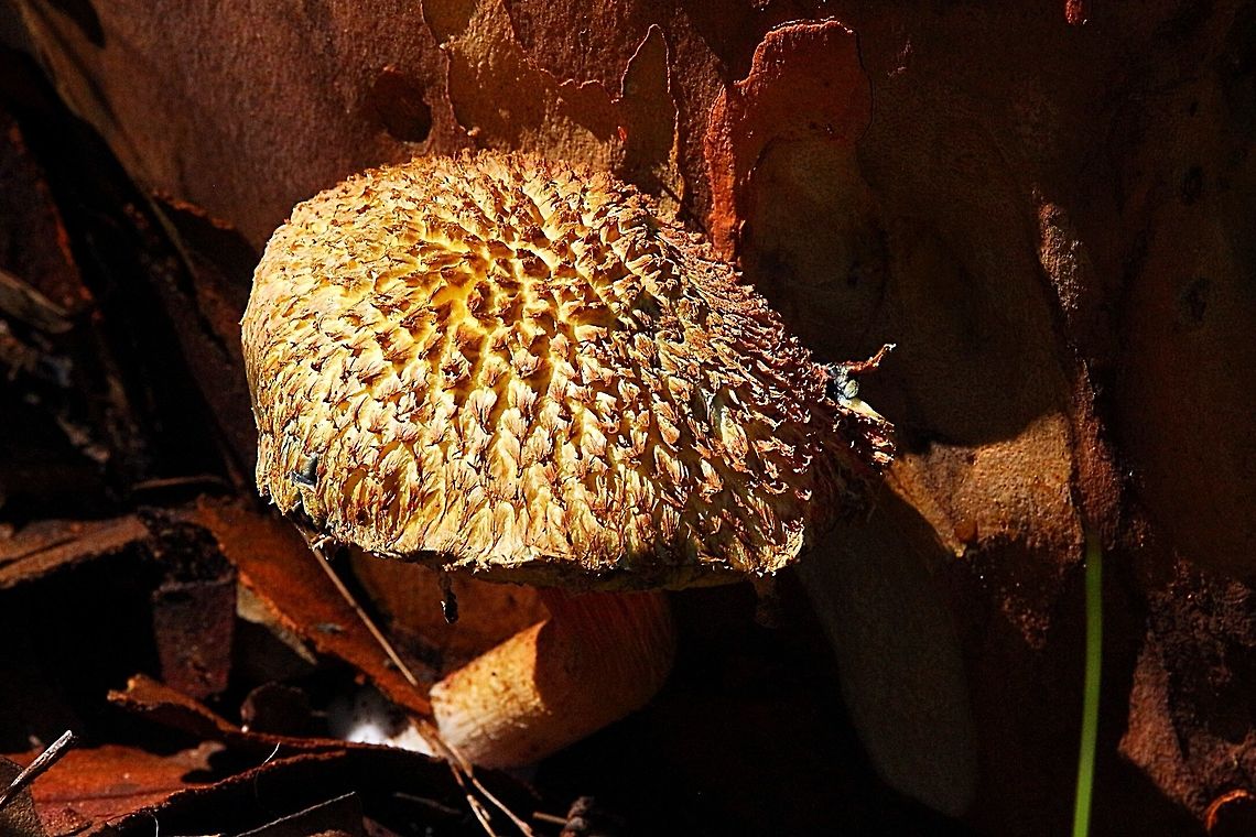 Boletellus ananiceps growing right against a eucalyptus tree.  Australia,Boletellus ananaeceps,Geotagged