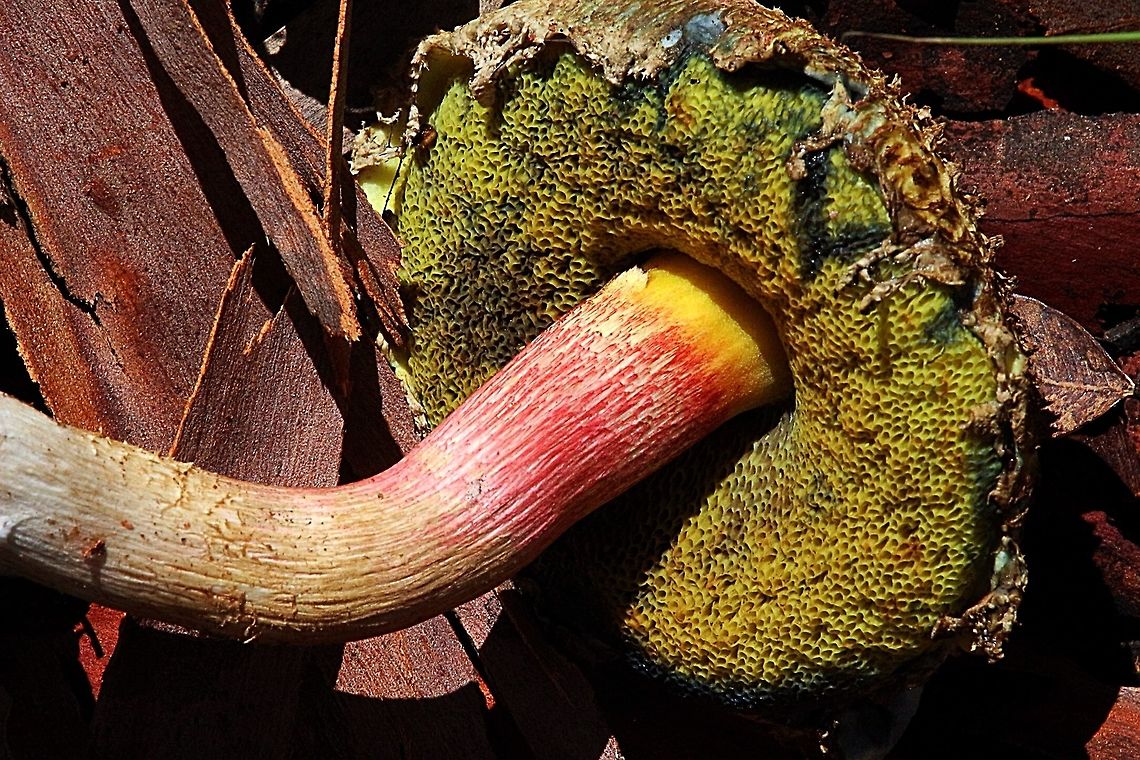 Underside of Boletellus ananiceps  Australia,Boletellus ananaeceps,Geotagged