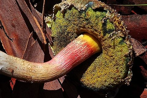 Underside of Boletellus ananiceps  Australia,Boletellus ananaeceps,Geotagged
