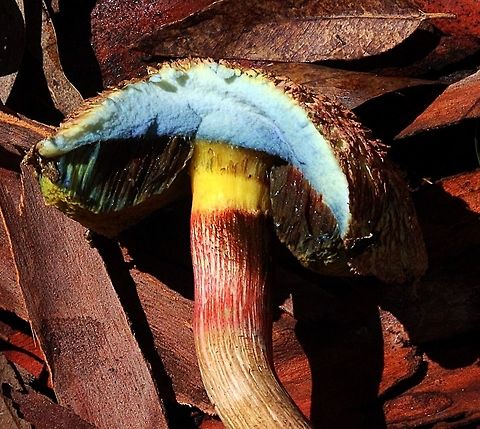 Boletellus ananiceps will almost imediately turn from white to  blue when the cap or stem are cut or damaged.  Australia,Boletellus ananaeceps,Geotagged